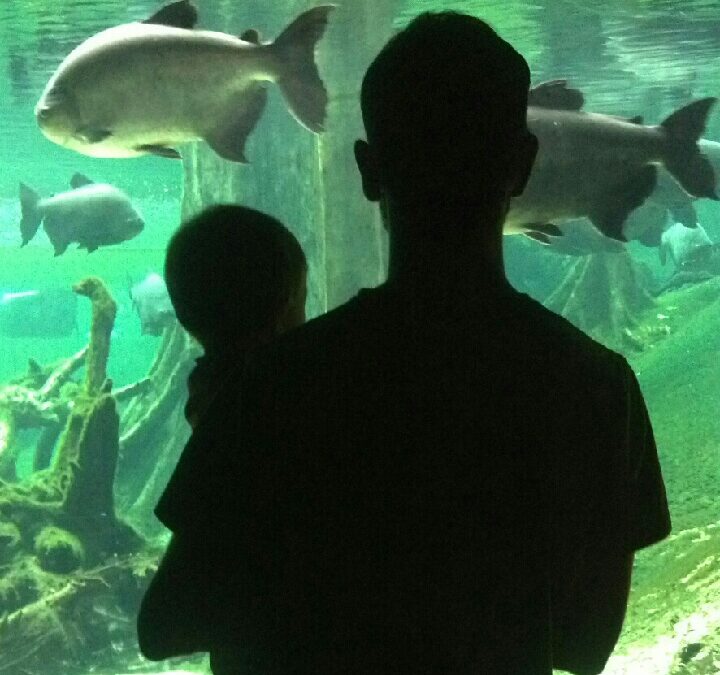 L’odissea sostenible